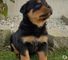 Vendemos rottweiler