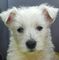 West Highland Terrier, 4 chicos y 1 chica - Foto 1