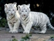 Young white tiger cubs