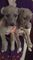 2 perros del perro del whippet del reg del kc. veterinario revisa