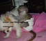 Bebé mono capuchino para la adopción - Foto 1