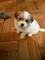 Cachorro hermoso del apso de Shih - Foto 1