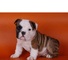 Cachorros bulldog inglés con los papeles oferta 11