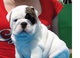 Cachorros Bulldog Inglés con los papeles OFERTA 2 - Foto 1