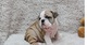 Cachorros bulldog inglés con los papeles oferta 3