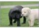 Cachorros de Labrador - Foto 1