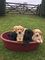 Cachorros Labrador para la adopción - Foto 1