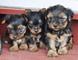 Cachorros registrados yorkie kc