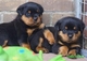 Cachorros Rottweiler - Foto 1