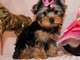 Cachorros yorkshire terrier