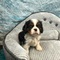 Cavalier king charles cachorros - Foto 1