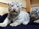 Entrenado Tigre blanco Cachorros en venta - Foto 1