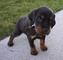 Gratis cachorros gordon setter