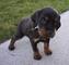 Gratis cachorros gordon setter