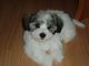 Gratis Coton de tulear cachorros - Foto 1