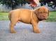 Gratis dogue de bordeaux Cachorros - Foto 1