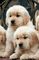 Gratis golden retriever cachorros