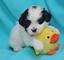 Gratis havanese Cachorros - Foto 1