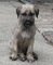 Gratis irlandeses wolfhound perritos