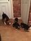 Hermosamente Beagle cachorros - Foto 1