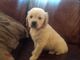 Hermoso cachorro de Golden Retriever a la venta - Foto 1