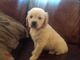 Hermoso cachorro de golden retriever a la venta