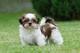 Hermoso imperial shih tzu cachorros para la adopción