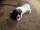 Lovely jack russell cachorro (perro), 8 semanas de edad listo par