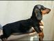 Perrito adorable del dachshund del negro y del moreno de pelo lis