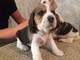 Regalo Cachorros Beagle - Foto 1