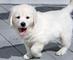 Regalo cachorros Golden Retriver para adopcion - Foto 1