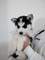 Regalo cachorros husky