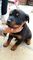...Regalo Cachorros Rottweiler - Foto 1