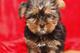 Regalo macho y hembra yorkshire terrier cachorros disponibles