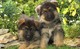 Regalo Regalo cachorros de bulldog francés - Foto 1