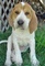 Regalo Regalo Cachorros foxhound - Foto 1