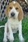 Regalo regalo cachorros foxhound