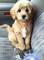 Regalo regalo cachorros goldendoodle