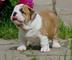 Rogalo Bulldog inglés cachorros disponibles - Foto 1