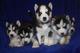 Rogalo lindos cachorros husky disponibles