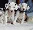 Se regala magnificos cachorritos nacionales de dalmatas - Foto 1