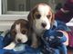 Tengo una litera de 5 tri color beagle cachorros - Foto 1
