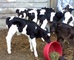 Vacas lecheras, Cabras lecheras, Ovejas lecheras, Novillas, toros - Foto 1