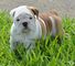12 semanas de edad bulldog inglés cachorro