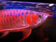 24k oro arowana arowana plata platino rojo cola de oro arowana(