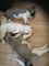 Adorable Americano Akita cachorros disponibles - Foto 1