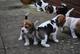 Adorable beagle cachorros para la adopción