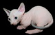 Adorable y sociable fennec zorros disponibles