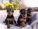 Airedale Terrier hermosos Cachorros - Foto 1