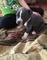 Akc registrado american pit bull terrier cachorros disponibles